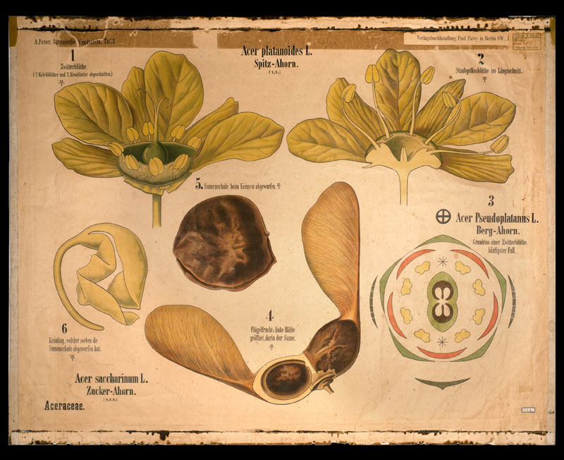 Tafel 07 Aceraceae